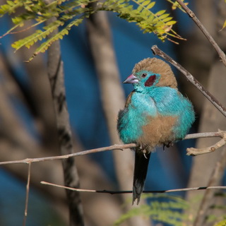 Debre Zeit - Red-cheeked Cordon-bleu